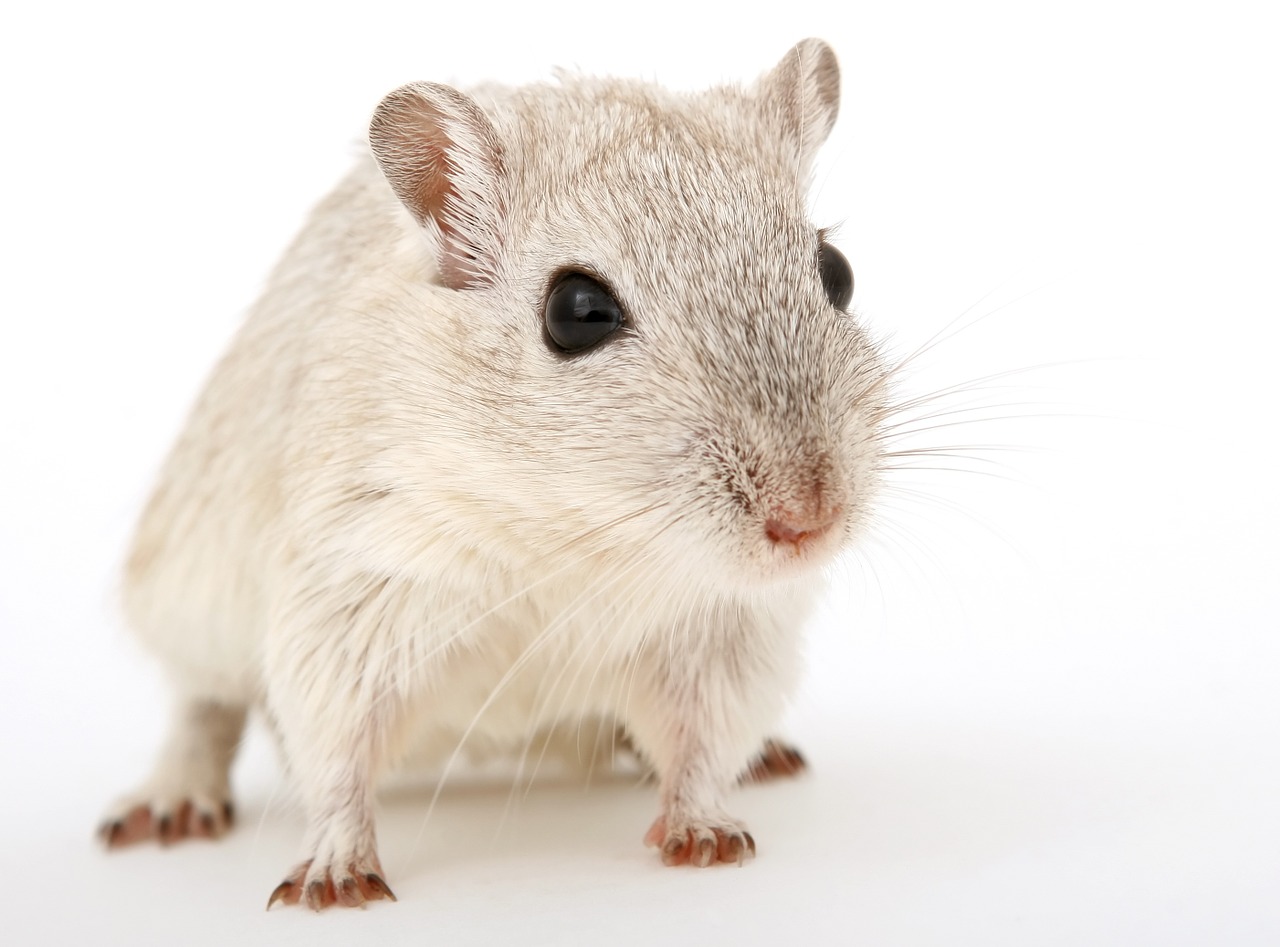 Другие болезни Кожные паразиты у мышей и крыс и как от них избавиться ветна